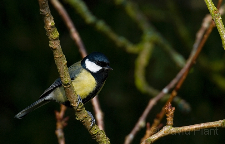 Great tit - F.JPG - Great tit - Gloucestershire